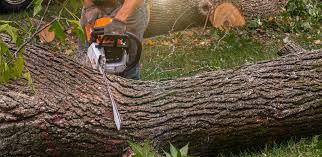 Best Firewood Processing and Delivery  in Lake Mack Forest Hills, FL