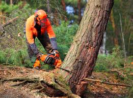 Best Commercial Tree Services  in Lake Mack Forest Hills, FL